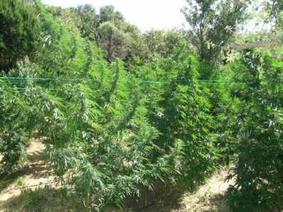 Χασισοφυτεία εντοπίστηκε στη Σητεία