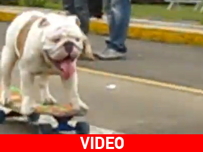 Skateboard για τετράποδα!‏