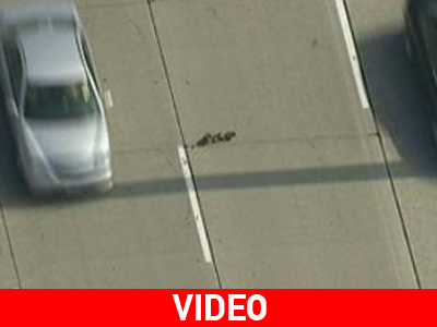 Οι πάπιες δεν είναι… κότες!