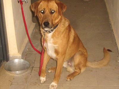 Μήπως τον είδατε;