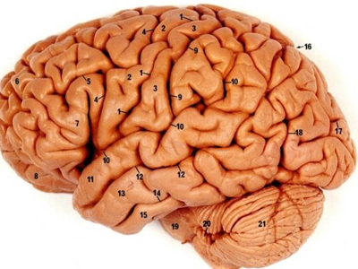 Βρέθηκε το σημείο στοχασμού του εγκεφάλου