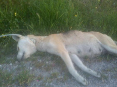 Κρέμασαν έγκυο σκυλίτσα στη Σαλαμίνα