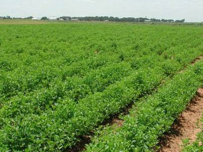 Ο δήμος Λαρισαίων παραχωρεί εκτάσεις γης σε ανέργους