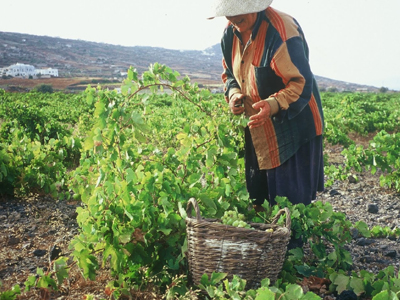 Αποζημιώσεις από τον ΕΛΓΑ