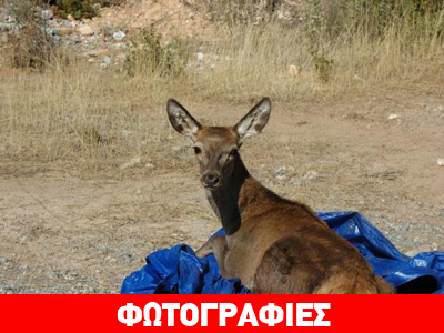 Έσωσαν ελαφάκι που έπεσε σε κανάλι του Μόρνου