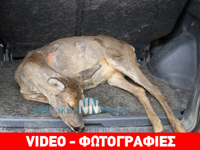 Τραυματισμένο ελάφι στη Ναυπακτία