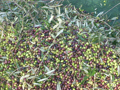 Αιτωλοακαρνανία: Ανήλικοι έκλεψαν ελαιόκαρπο