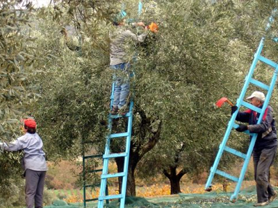 Σε απόγνωση οι ελαιοπαραγωγοί της Κρήτης και της Μεσσηνίας