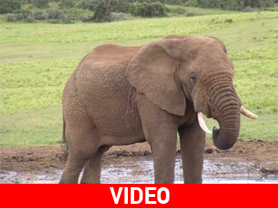 Ελέφαντας βολτάρει στο κέντρο της πόλης