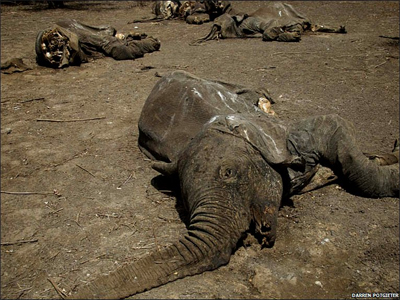 Νεκροί 100 ελέφαντες σε πάρκο του Καμερούν