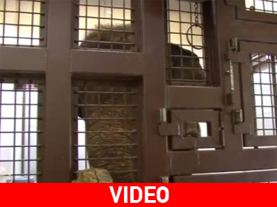 Ελέφαντας με κλίση στη… φυσαρμόνικα Ελέφαντας με κλίση στη… φυσαρμόνικα