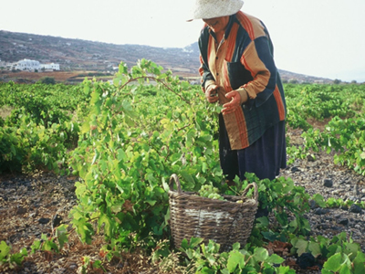 Αποζημιώσεις σε 7.649 δικαιούχους από τον ΕΛ.Γ.Α.