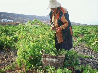 Κρήτη: Ζεστό χρήμα από τον ΕΛΓΑ
