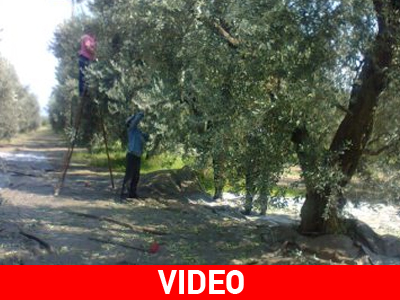 Ελιές για όλη την Ελλάδα από τη Φθιώτιδα