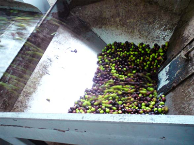 Διανομή λαδιού στον Κορυδαλλό