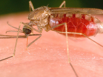 Όσοι ταξιδεύουν σε τροπικές χώρες κινδυνεύουν από δύο ασθένειες