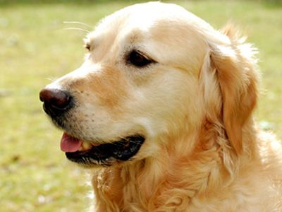 Βρέθηκε ο Elvis