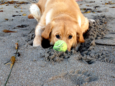 «Πράσινο» στις παραλίες για σκύλους!
