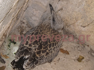 Γλάρος βρήκε καταφύγιο μέσα σε γκαράζ