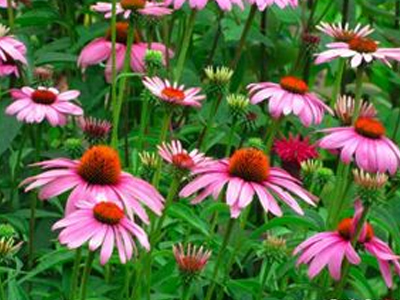 Διίστανται οι απόψεις για την εχινάκεια