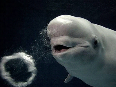 Οι φάλαινες που κάνουν μπουρμπουλήθρες