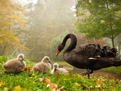 Το δωρεάν φαρμακείο της φύσης Το δωρεάν φαρμακείο της φύσης