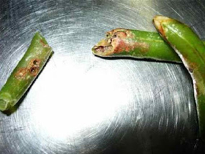 Βρέθηκαν σκουλήκια σε γεύματα παιδικών σταθμών