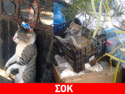 Απίστευτη κτηνωδία στη Λέσβο