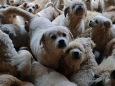 Θεσσαλονίκη: Διαμαρτυρία κατά της θανάτωσης των ζώων