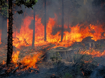 Συζήτηση για τη διαχείριση των δασικών πυρκαγιών