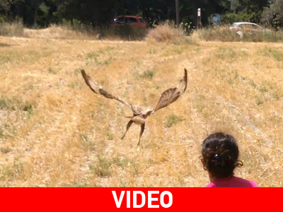 Πέταξαν και πάλι ελεύθερες!