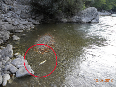 Νεκρά ψάρια στον Καλαρρύτικο ποταμό