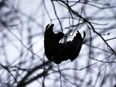 Δηλητηριασμένα όρνια εντόπισαν κυνηγοί στην Πέλλα