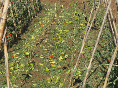 Έρμαιο του καιρού οι αγρότες