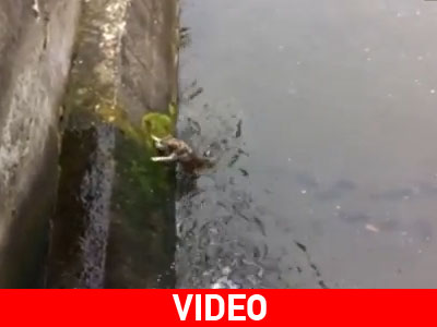 Διάσωση παγιδευμένου σκύλου on camera