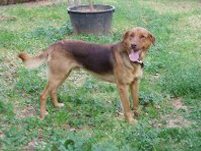 Χάθηκε ο Ζήκος