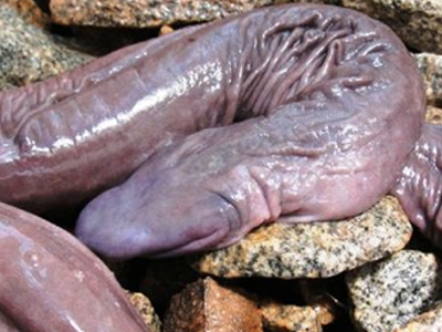 Σπάνιο φίδι χωρίς μάτια εντοπίστηκε στην Αμαζονία