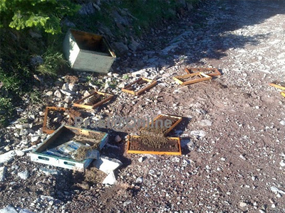 Ευρυτανία: Αρκούδα κατέστρεψε μελίσσια