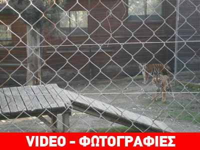 Φοίβος και Αθηνά κάνουν τα πρώτα τους βήματα