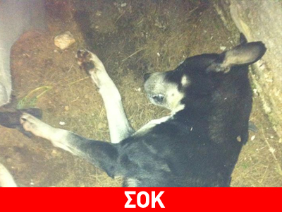 Δηλητηριάζουν τα αδέσποτα της Βαρυμπόμπης