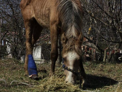 Αναρρώνει η τραυματισμένη φοραδίτσα