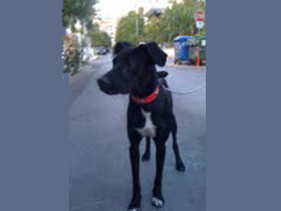 Βρέθηκε στο Χαλάνδρι