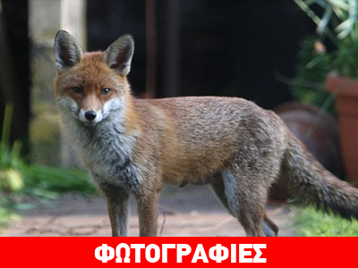 Αλεπού δάγκωσε βρέφος στον ύπνο του!