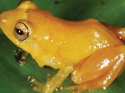 Ανακαλύφθηκε βάτραχος που «βάφει» τους εχθρούς του