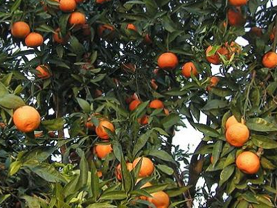 Αυξάνονται οι εξαγωγές φρούτων