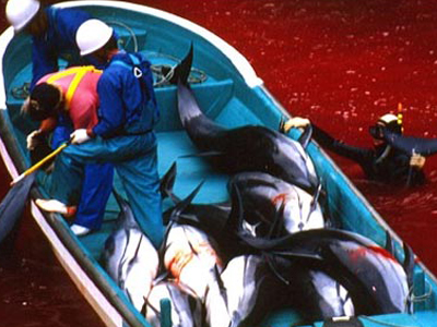 Σκοτώνουν δελφίνια για δόλωμα στο Περού