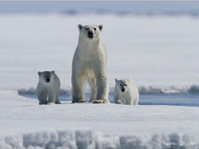 Ουδέτερη θέλει την Αρκτική το 70% των Ρώσων πολιτών