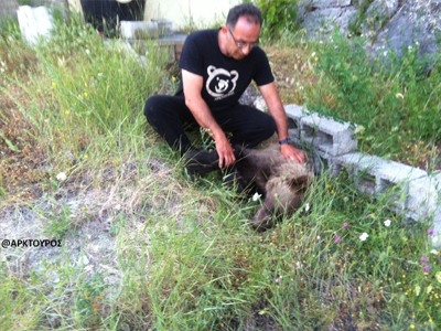 Δηλητηριασμένο αρκουδάκι βρέθηκε στην Καστοριά