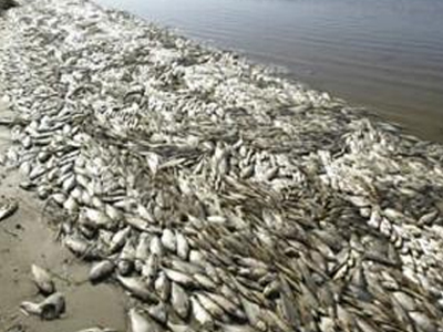 Νεκρά ψάρια στη λίμνη Κάρλα