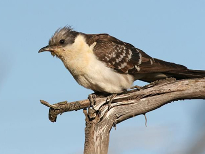 Ένας κούκος δεν φέρνει την άνοιξη